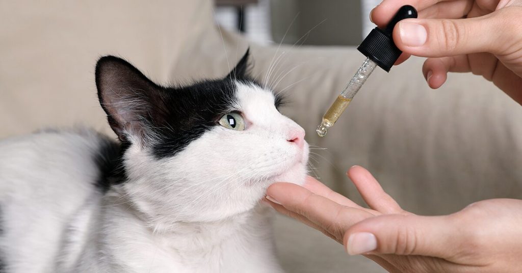 CBD Oil for Cats