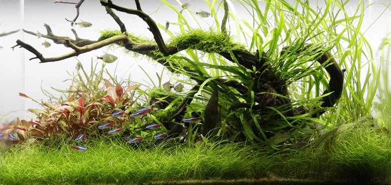 aquarium plants