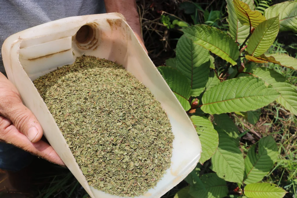 Kratom For Clarity